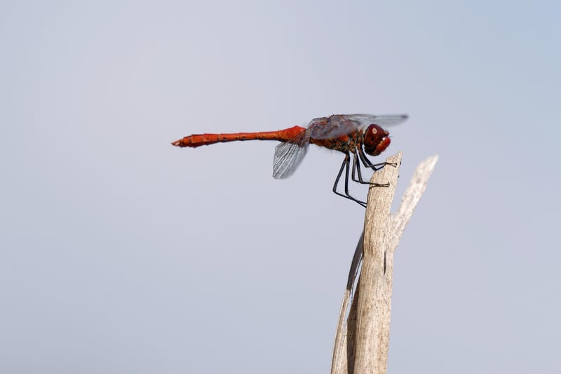 Dragon Image 2