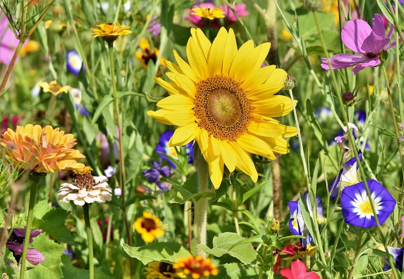 Alnwick Garden in England