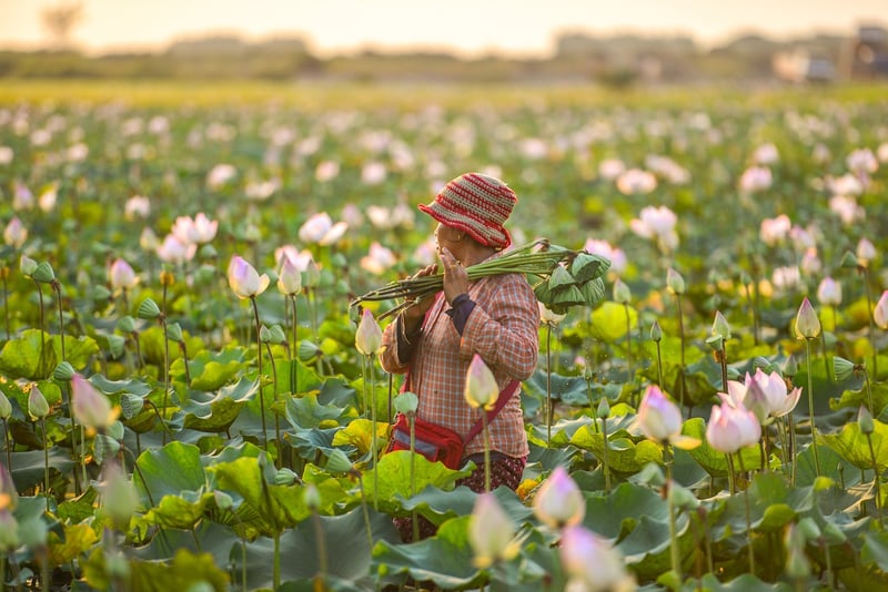 Lotus flowers in a mystical garden