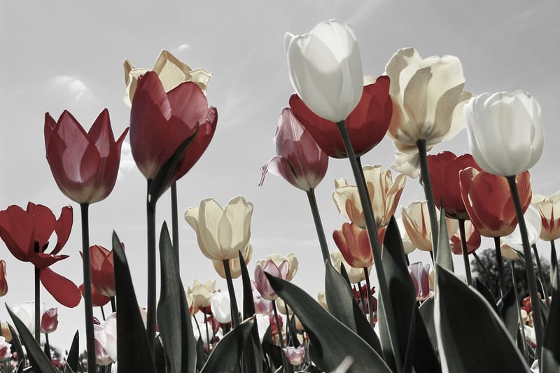 Tulips in Keukenhof Gardens
